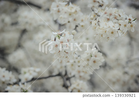 Beautiful white spring blossom of Prunus cerasifera tree against soft sky light for serene background Beautiful white spring blossom of Prunus cerasifera tree against soft sky light for serene background 139330921