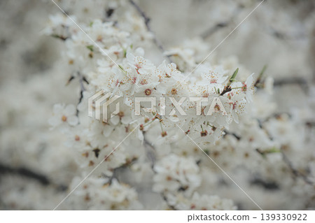 Beautiful white spring blossom of Prunus cerasifera tree against soft sky light for serene background Beautiful white spring blossom of Prunus cerasifera tree against soft sky light for serene background 139330922