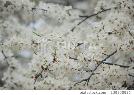 Beautiful white spring blossom of Prunus cerasifera tree against soft sky light for serene background Beautiful white spring blossom of Prunus cerasifera tree against soft sky light for serene background 139330925