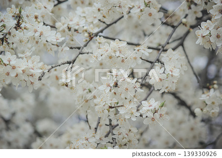 Beautiful white spring blossom of Prunus cerasifera tree against soft sky light for serene background Beautiful white spring blossom of Prunus cerasifera tree against soft sky light for serene background 139330926