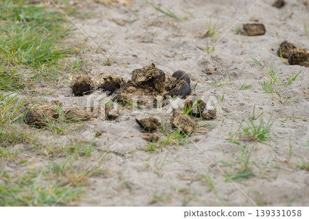 Horse Manure On Sandy Path Horse Manure On Sandy Path 139331058