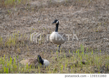Wild Geese Swimming in Wetland Habitat Wild Geese Swimming in Wetland Habitat 139331060