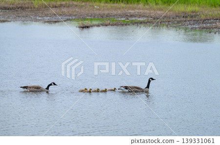 Wild Geese Swimming in Wetland Habitat Wild Geese Swimming in Wetland Habitat 139331061