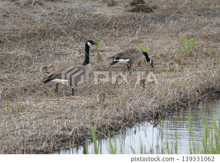 Canadese ganzen voeden zich met gras Canadese ganzen voeden zich met gras 139331062