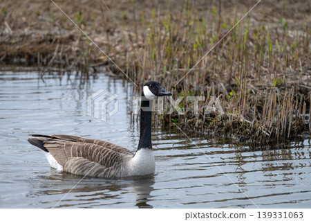 Wild Geese Swimming in Wetland Habitat Wild Geese Swimming in Wetland Habitat 139331063