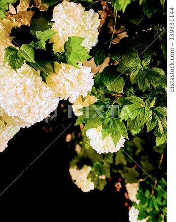 White Viburnum Snowball stands out against the green leaves. White Viburnum Snowball stands out against the green leaves. 139331144