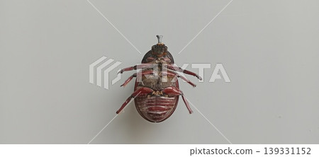 Female rhinoceros beetle upside down on the floor Female rhinoceros beetle upside down on the floor 139331152