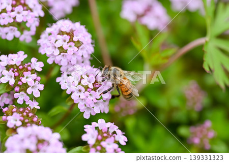 Honeybee x Thyme 139331323