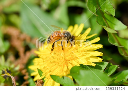 Honeybee x Dandelion 139331324