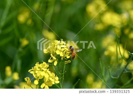 Honeybee x Rape blossom 139331325