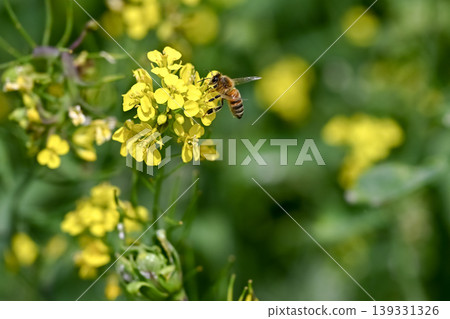 Honeybee x Rape blossom 139331326