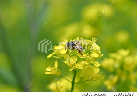 蜜蜂×油菜花 蜜蜂×油菜花 139331328