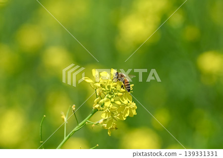 蜜蜂×油菜花 蜜蜂×油菜花 139331331