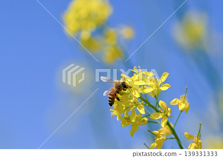 Honeybee x Rape blossom Honeybee x Rape blossom 139331333