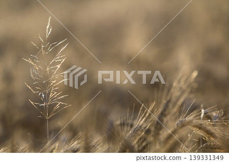 Close-up of warm colored golden yellow ripe focused wheat heads on sunny summer day on soft blurred foggy meadow wheat field light brown background. Agriculture, farming and rich harvest concept. Close-up of warm colored golden yellow ripe focused wheat heads on sunny summer day on soft blurred foggy meadow wheat field light brown background. Agriculture, farming and rich harvest concept. 139331349