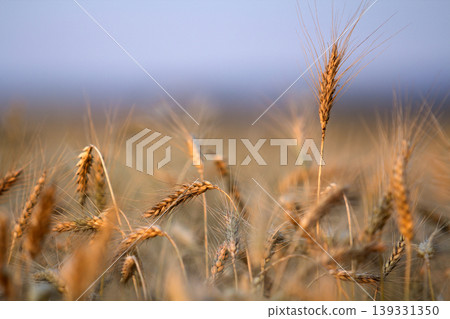 Close-up of warm colored golden yellow ripe focused wheat heads on sunny summer day on soft blurred foggy meadow wheat field light brown background. Agriculture, farming and rich harvest concept. Close-up of warm colored golden yellow ripe focused wheat heads on sunny summer day on soft blurred foggy meadow wheat field light brown background. Agriculture, farming and rich harvest concept. 139331350