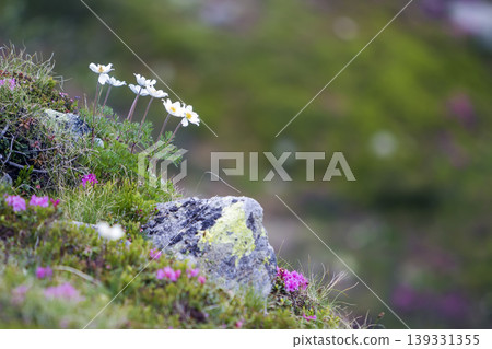 Close-up of lit by sun nice white flowers on high stems with tender green leaves blooming on steep slope on blurred green bokeh copy space background. Ecology problems and beauty of nature concept. Close-up of lit by sun nice white flowers on high stems with tender green leaves blooming on steep slope on blurred green bokeh copy space background. Ecology problems and beauty of nature concept. 139331355