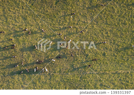 Cattle grazing on farmland pasture. Production of organic dairy products. Milk cows feeding on green farm grassland Cattle grazing on farmland pasture. Production of organic dairy products. Milk cows feeding on green farm grassland 139331397