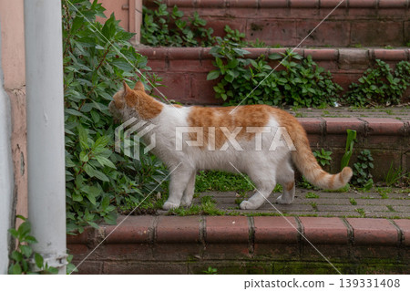Orange and white cat walks along brick steps near green plants and sniffs leaves in outdoor setting with natural textures and soft daylight. Pet behavior, animal care, urban wildlife, nature detail 139331408