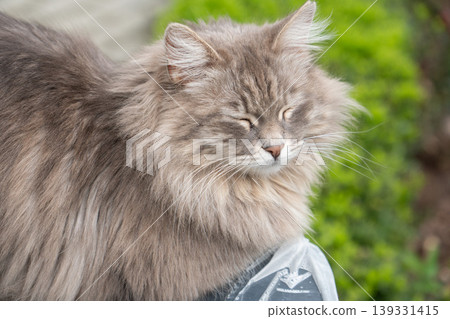 Close up of fluffy gray cat resting outdoors with soft fur, closed eyes against green background. Pet content, animal portrait, lifestyle imagery, relaxation theme, outdoor scene 139331415