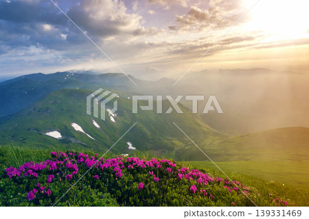 Beautiful view of pink rhododendron rue flowers blooming on mountain slope with foggy hills with green grass and Carpathian mountains in distance with dramatic clouds sky. Beauty of nature concept. Beautiful view of pink rhododendron rue flowers blooming on mountain slope with foggy hills with green grass and Carpathian mountains in distance with dramatic clouds sky. Beauty of nature concept. 139331469