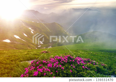 Beautiful view of pink rhododendron rue flowers blooming on mountain slope with foggy hills with green grass and Carpathian mountains in distance with dramatic clouds sky. Beauty of nature concept. Beautiful view of pink rhododendron rue flowers blooming on mountain slope with foggy hills with green grass and Carpathian mountains in distance with dramatic clouds sky. Beauty of nature concept. 139331470