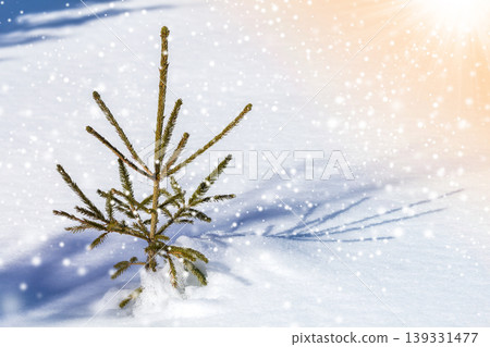 Beautiful amazing Christmas winter mountain landscape. Small young green fir tree spruce growing alone in deep snow on cold sunny frosty day on clear bright colorful snowflakes copy space background. Beautiful amazing Christmas winter mountain landscape. Small young green fir tree spruce growing alone in deep snow on cold sunny frosty day on clear bright colorful snowflakes copy space background. 139331477