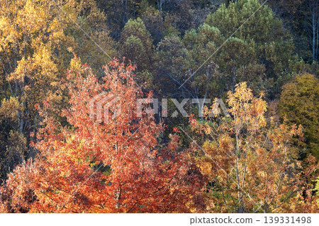 Autumn forest leaves landscape on autumnal background. Colorful foliage in the park Autumn forest leaves landscape on autumnal background. Colorful foliage in the park 139331498