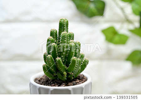 Cereus cactus Cereus cactus 139331505