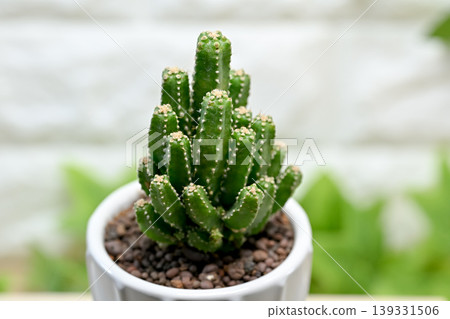 Cereus cactus Cereus cactus 139331506