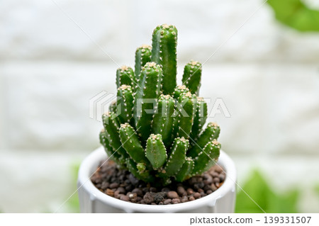 Cereus cactus Cereus cactus 139331507
