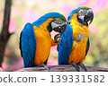 Close up head the Blue macaw parrot bird in garden 139331582