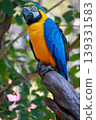 Close up head the Blue macaw parrot bird in garden 139331583