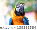 Close up head the Blue macaw parrot bird in garden 139331584