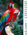 Close up head the red macaw parrot bird in garden 139331585