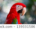 Close up head the red macaw parrot bird in garden 139331586
