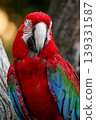Close up head the red macaw parrot bird in garden 139331587