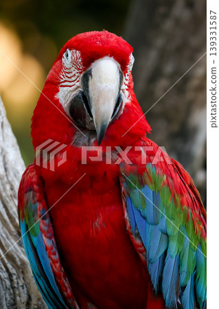 Close up head the red macaw parrot bird in garden 139331587