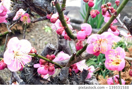 A close-up of branches adorned with red plum blossoms and buds, marking the arrival of spring. 139331588