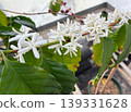 Coffee branch showing flowers and red berries (cultivation/educational material) 139331628