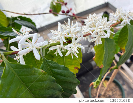 Coffee branch showing flowers and red berries (cultivation/educational material) Coffee branch showing flowers and red berries (cultivation/educational material) 139331628