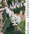 Coffee flowers blooming in a row on a branch (Agricultural, cultivation, and educational material) 139331629