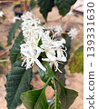 Close-up of densely blooming coffee flowers (flowering period, agriculture, plants) 139331630