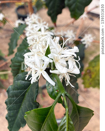 Close-up of densely blooming coffee flowers (flowering period, agriculture, plants) 139331630