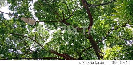 A shady green tree canopy with sunlight A shady green tree canopy with sunlight 139331643