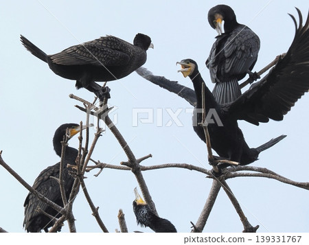 A flock of cormorants seeking shelter in a dead tree. A flock of cormorants seeking shelter in a dead tree. 139331767