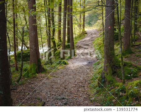 Europe summer travel to Slovenian Alps, Izvir Kamniske Bistrice walk or hike in forest near mountains river Europe summer travel to Slovenian Alps, Izvir Kamniske Bistrice walk or hike in forest near mountains river 139331774