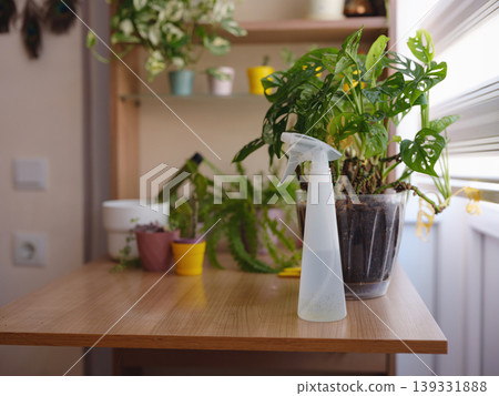 Young woman with beautiful houseplant in pot at home. Concept Taking care of my plants 139331888