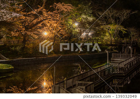 A scene of cherry blossoms illuminated at Okuyama Park in Hamamatsu City (Shizuoka Prefecture) A scene of cherry blossoms illuminated at Okuyama Park in Hamamatsu City (Shizuoka Prefecture) 139332049