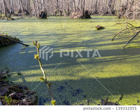 A swampy pond covered with green duckweed in a Belarusian forest, the marshy surface of the water in the shade of trees 139332055